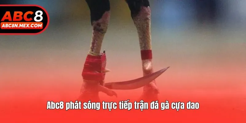 Abc8 phát sóng trực tiếp trận đá gà cựa dao
