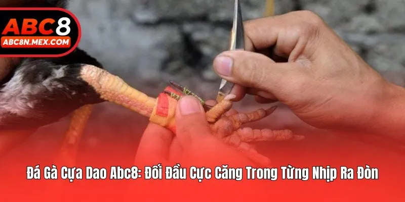 Đá Gà Cựa Dao Abc8: Đối Đầu Cực Căng Trong Từng Nhịp Ra Đòn