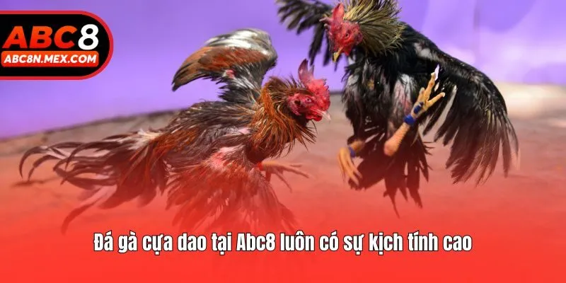Đá gà cựa dao tại Abc8 luôn có sự kịch tính cao