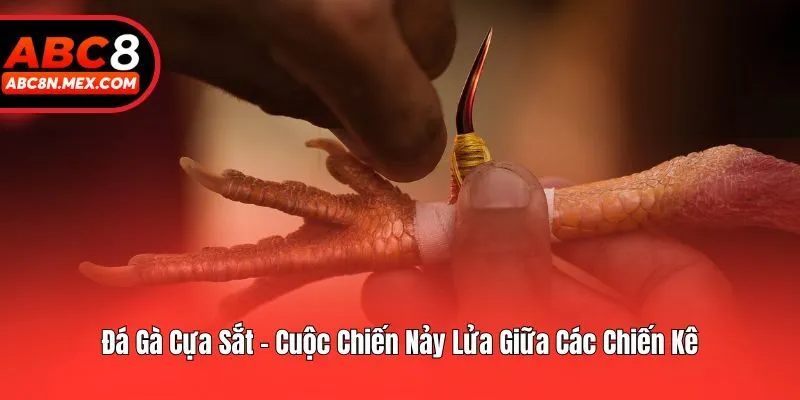 Đá Gà Cựa Sắt - Cuộc Chiến Nảy Lửa Giữa Các Chiến Kê