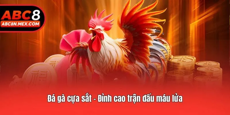 Đá gà cựa sắt - Đỉnh cao trận đấu máu lửa