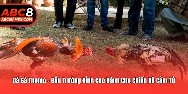 Đá Gà Thomo - Đấu Trường Đỉnh Cao Dành Cho Chiến Kê Cảm Tử