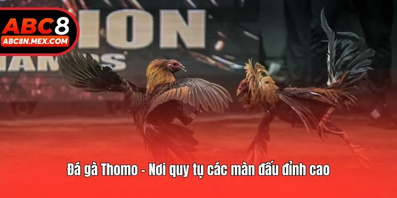 Đá gà Thomo - Nơi quy tụ các màn đấu đỉnh cao