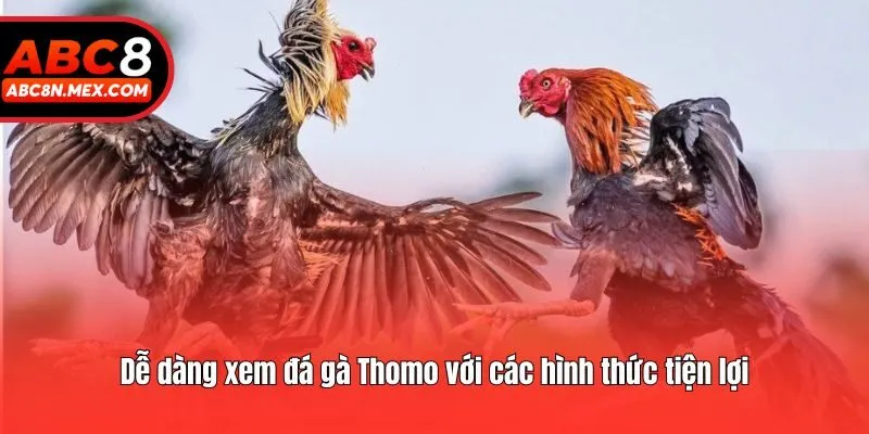 Dễ dàng xem đá gà Thomo với các hình thức tiện lợi