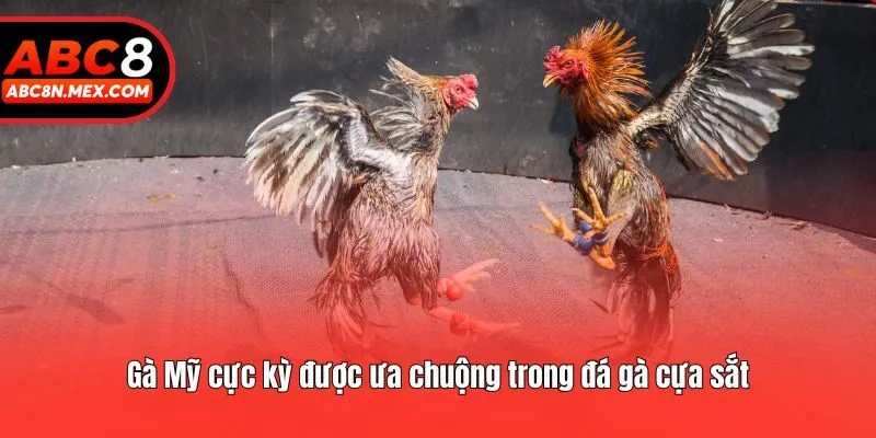 Gà Mỹ cực kỳ được ưa chuộng trong đá gà cựa sắt