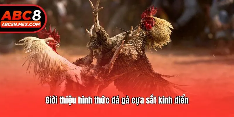 Giới thiệu hình thức đá gà cựa sắt kinh điển