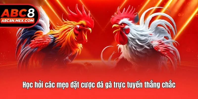 Học hỏi các mẹo đặt cược đá gà trực tuyến thắng chắc